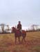horse